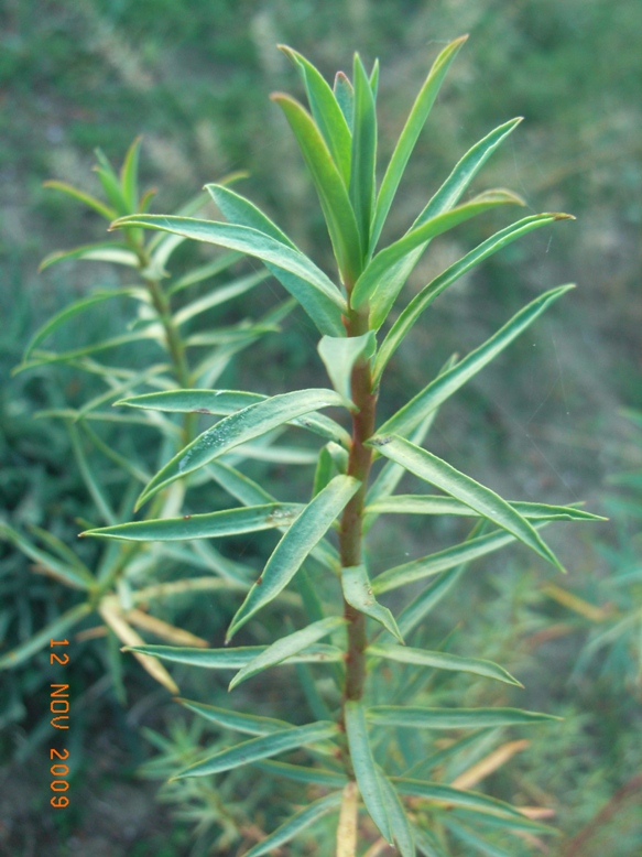 Euphorbia